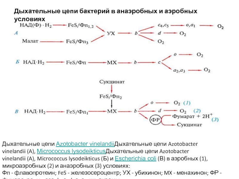 Анаэробное дыхание схема