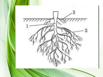 Корневые системы. Побег