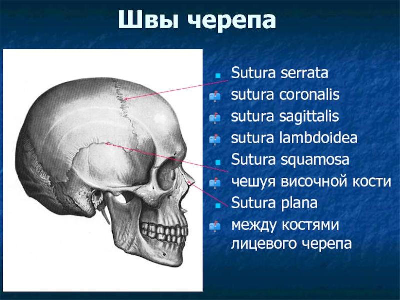 Лицевые кости черепа