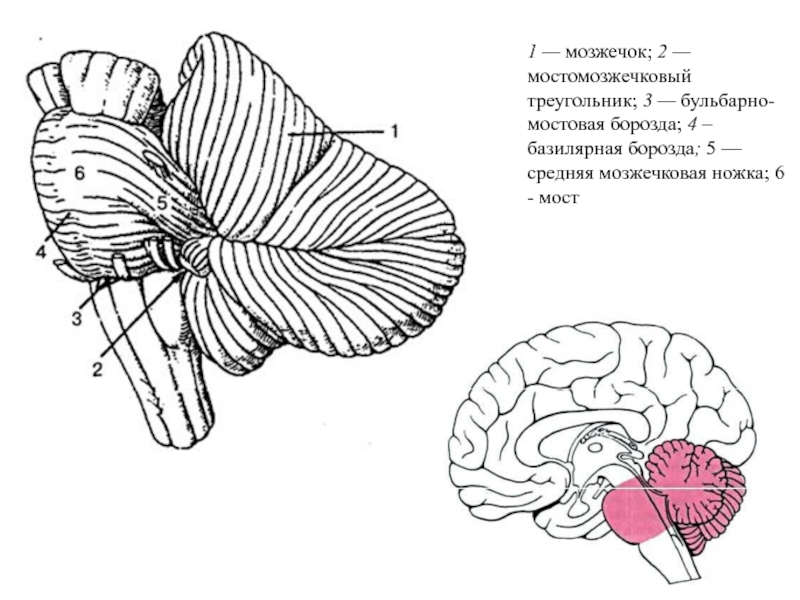 Мозжечок строение рисунок