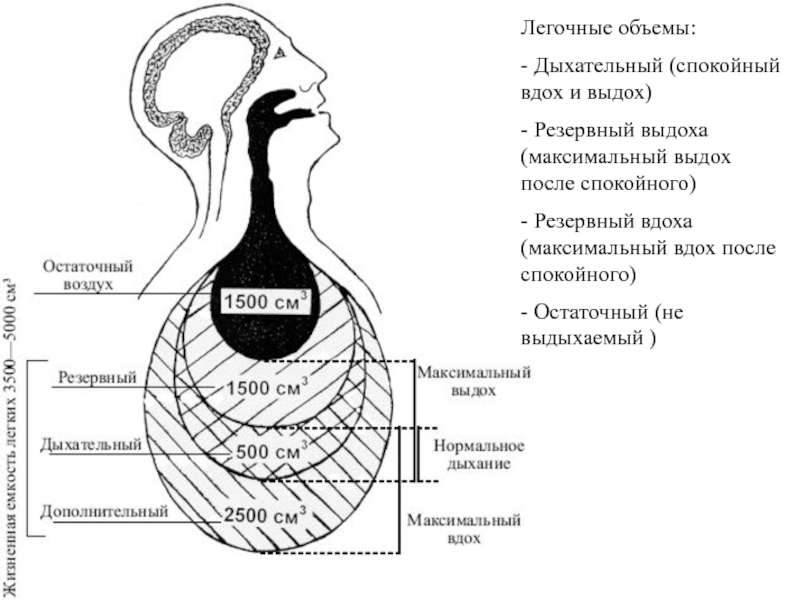 Дыхательные объемы картинка