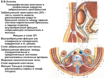 Топографическая анатомия и оперативная хирургия забрюшинного пространства