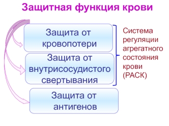 Защитная функция крови