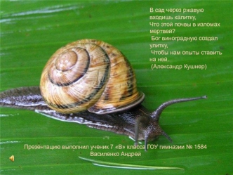 Виноградная улитка (Helix pomatia)