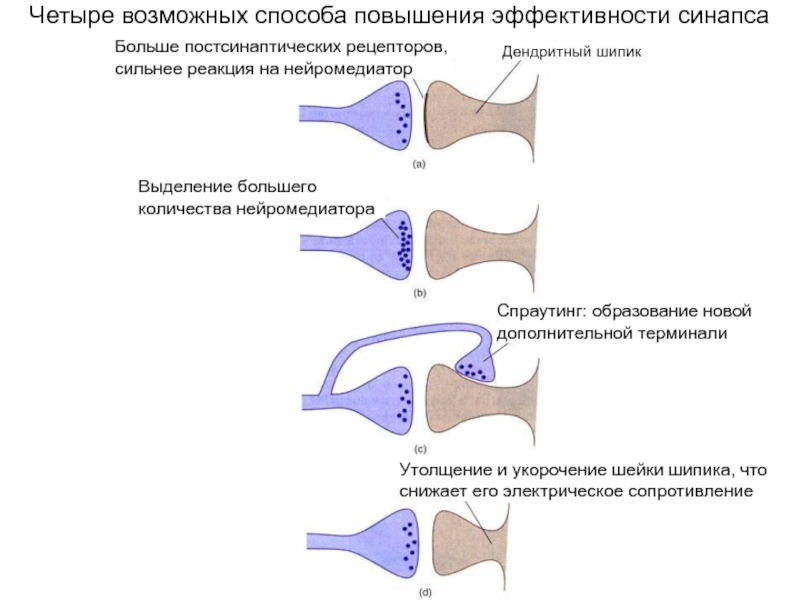 Каким способом возможна. Спраутинг. Спраутинг физиология. Спраутинг виды.