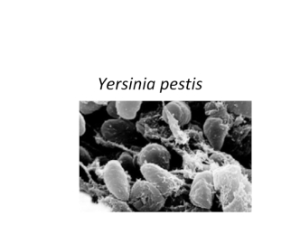 Yersinia pestis