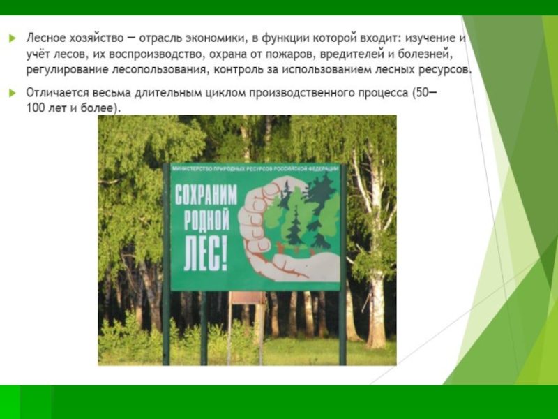 Лес наше богатство тире. Стенгазета лес наше богатство. Контроль за использование лесных ресурсов. Вопросы по теме лес наше богатство Хабаровский. Слова к стенгазете лес- наше богатство.