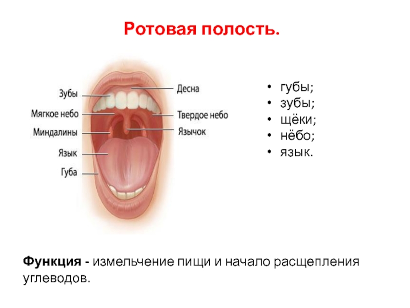 Какие функции выполняет ротовая полость. Полость рта, строение, функция. Анатомия зубов.. Строение ротовой полости ЕГЭ. Ротовая полость строение и функции.