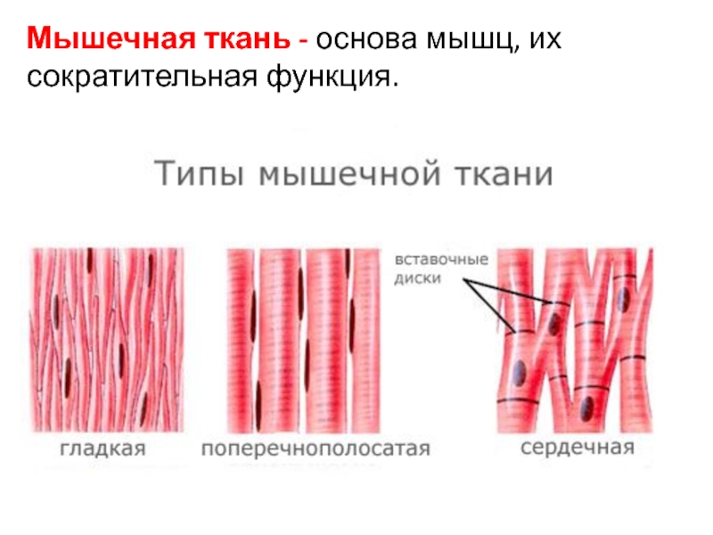 Изображение гладкой мышечной ткани