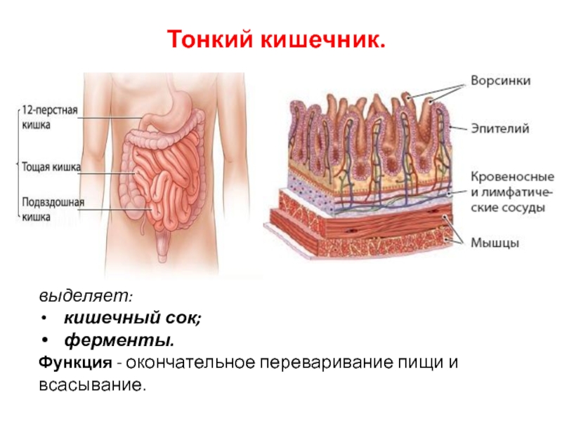 Тонкая кишка биология. Кишечные ворсинки толстый кишечник. Ворсинчатый эпителий кишечника. Тонкий кишечник строение и функции. Ферменты тонкого кишечника.