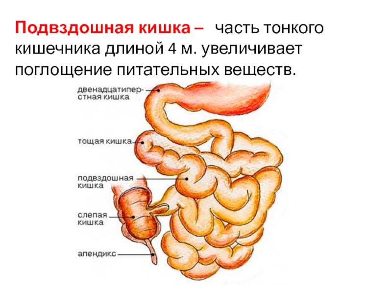 Презентация по тонкой кишке