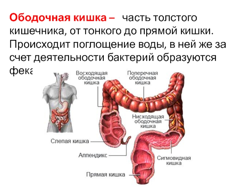 Роль слепой кишки