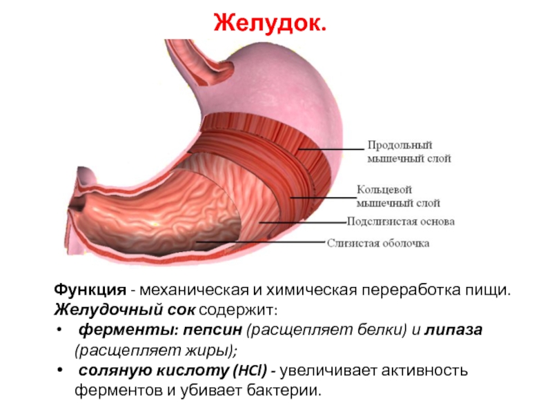 Функции желудка в организме