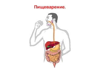 Пищеварительная система