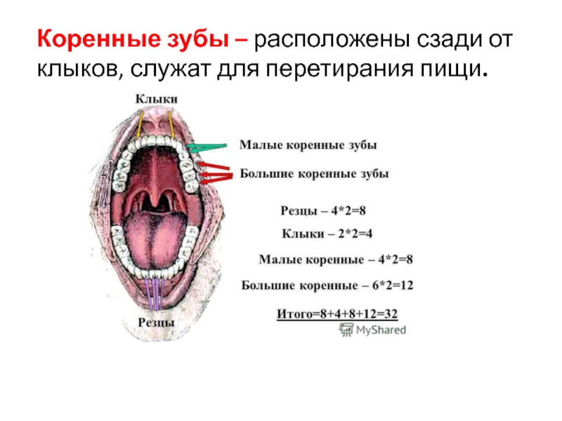 Острые коренные зубы. Коренные зубы служат для. Коренные зубы расположение. Малые и большие коренные зубы.