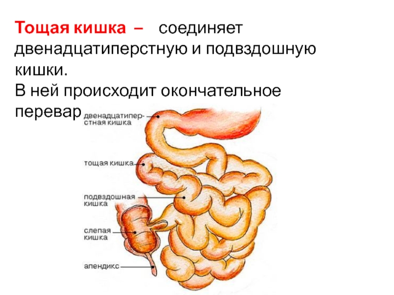 Тощая кишка рисунок