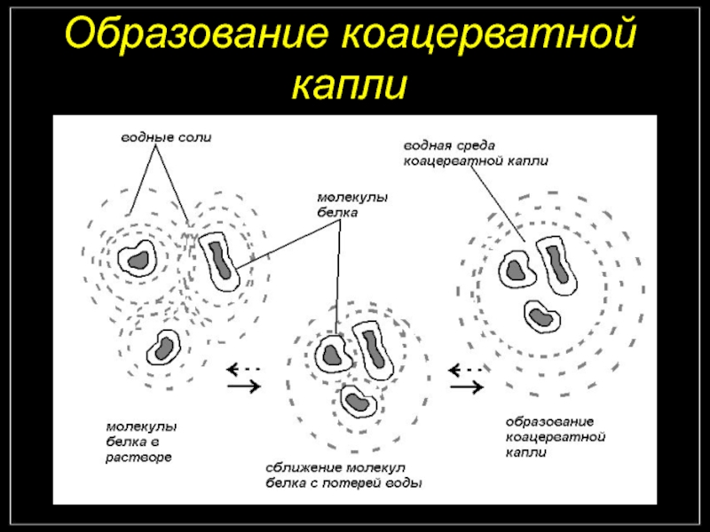 Коацерваты живые организмы. Схема образования коацерватной капли. Коацерватная гипотеза. А.И. Опарин – «коацерватные капли». Бульонно коацерватная теория.