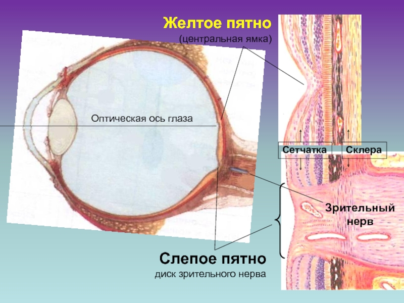 Что называют слепым пятном участок сетчатки на который не падает изображение место выхода