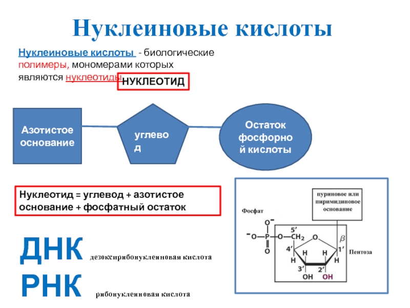 Нуклеотидов кислоты. Мономерами нуклеиновых кислот являются. Нуклеотид это мономер нуклеиновых кислот. Мономеры нуклеиновых кислот. Мономер нуклеиновых кислот схема.