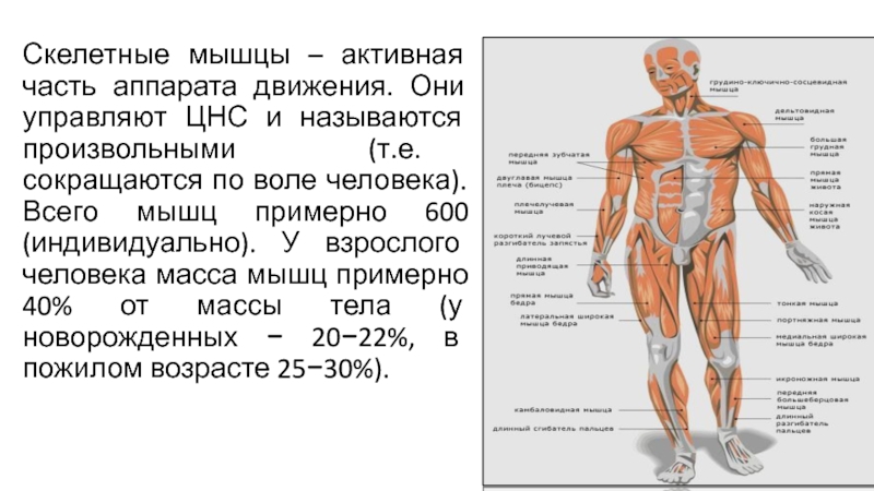 Тонус скелетных мышц повышает