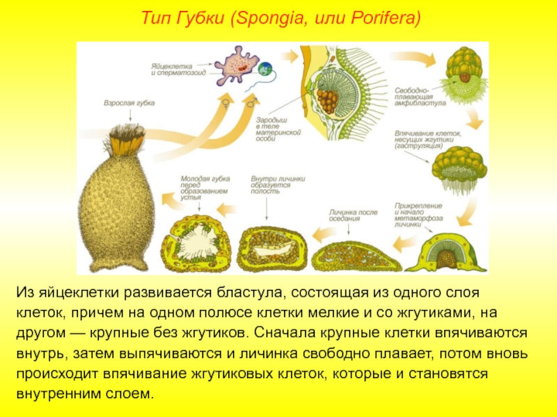 Название губок. Тип губки Spongia. Губки Porifera Spongia. Строение губки. Разновидности клеток губок.