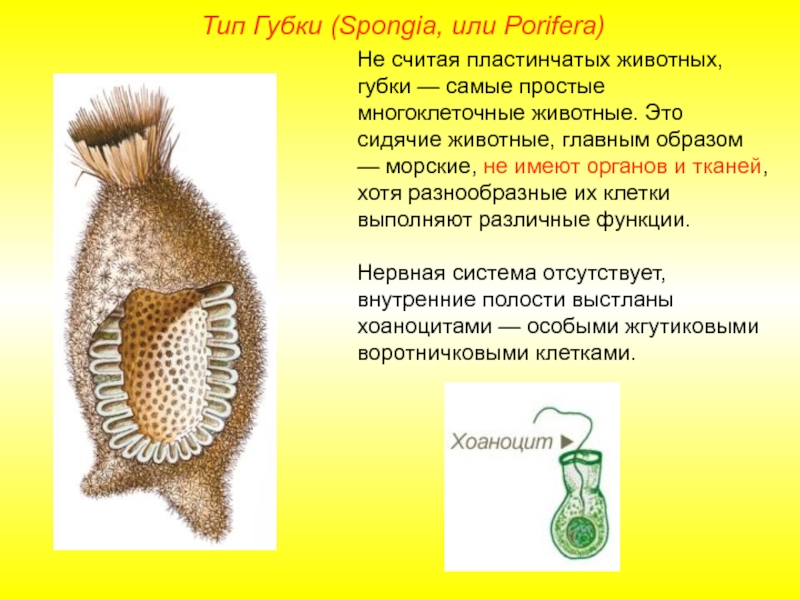 Тип губки. Тип губки (Spongia или Porifera). Тип губки Spongia. Виды клеток у губок.