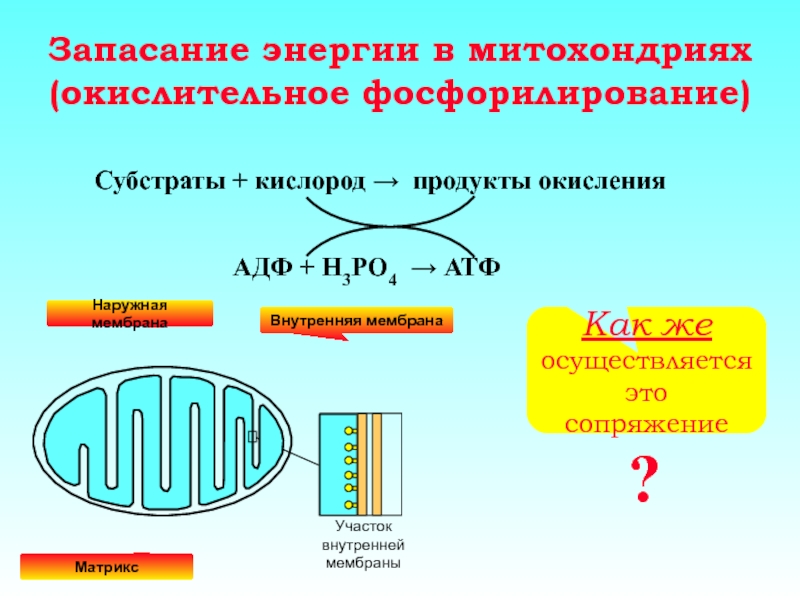 Атф запасание энергии