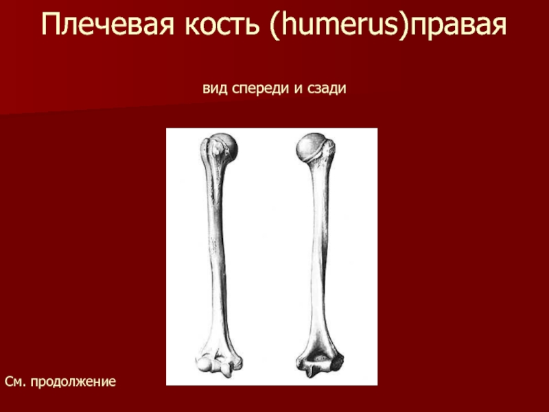 Плечевая кость (humerus)правая  вид спереди и сзадиСм. продолжение