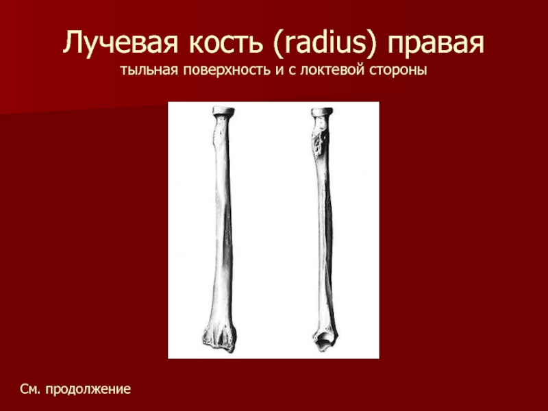 Лучевая кость (radius) правая тыльная поверхность и с локтевой стороныСм. продолжение