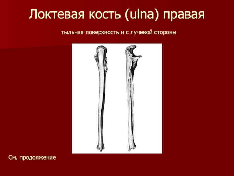 Локтевая кость (ulna) правая  тыльная поверхность и с лучевой стороныСм. продолжение