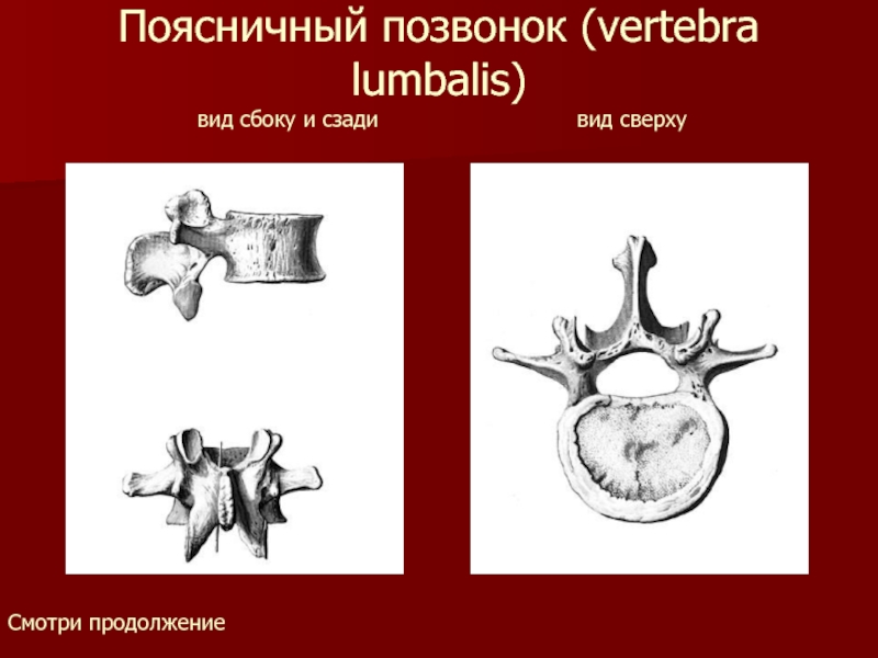 Поясничный позвонок (vertebra lumbalis)  вид сбоку и сзади
