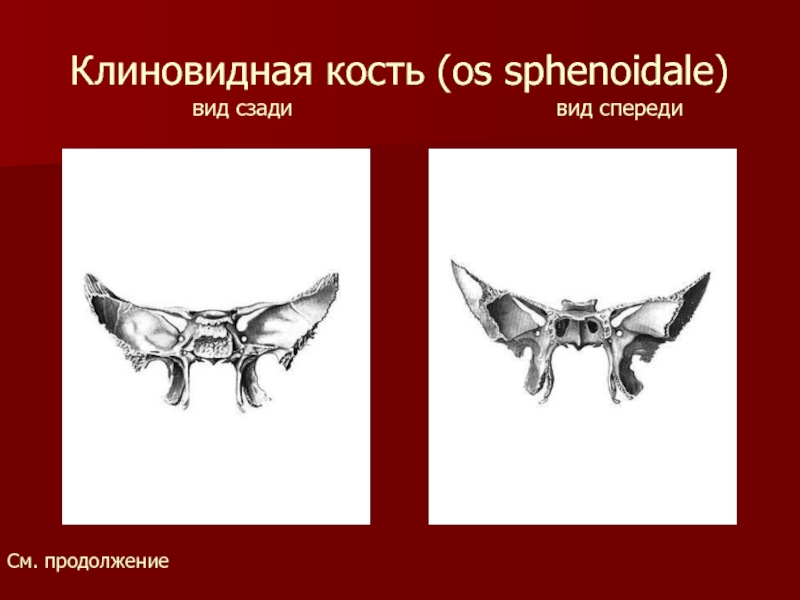Клиновидная кость (os sphenoidale)       вид