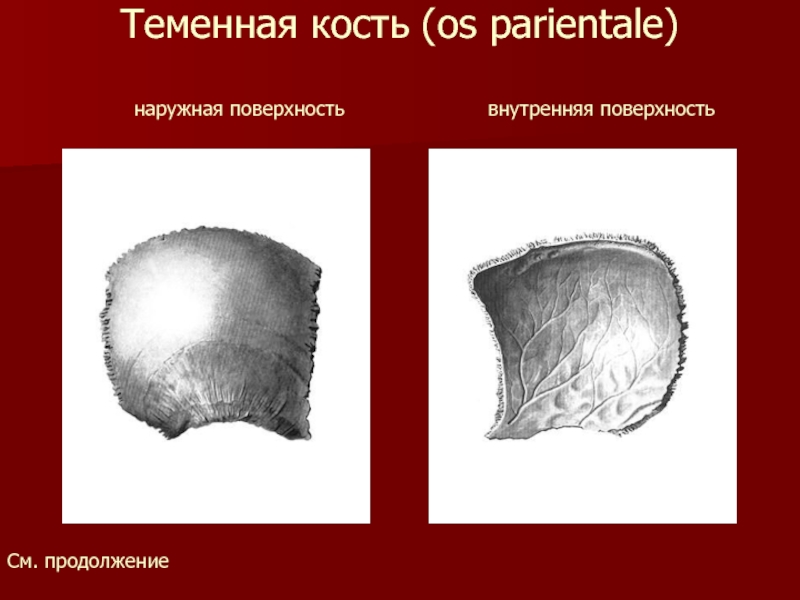 Теменная кость (os parientale)      наружная поверхность