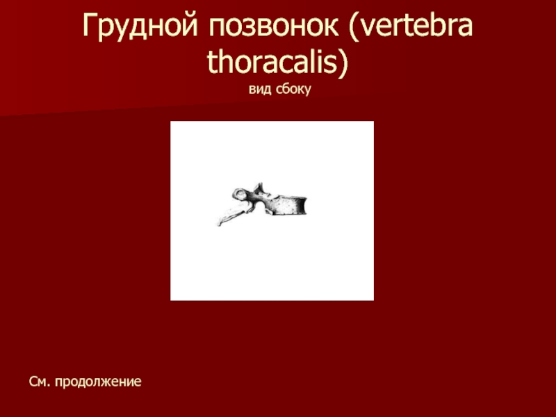 Грудной позвонок (vertebra thoracalis)  вид сбокуСм. продолжение
