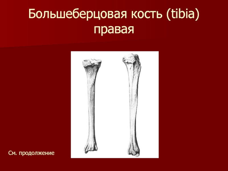 Большеберцовая кость (tibia) праваяСм. продолжение