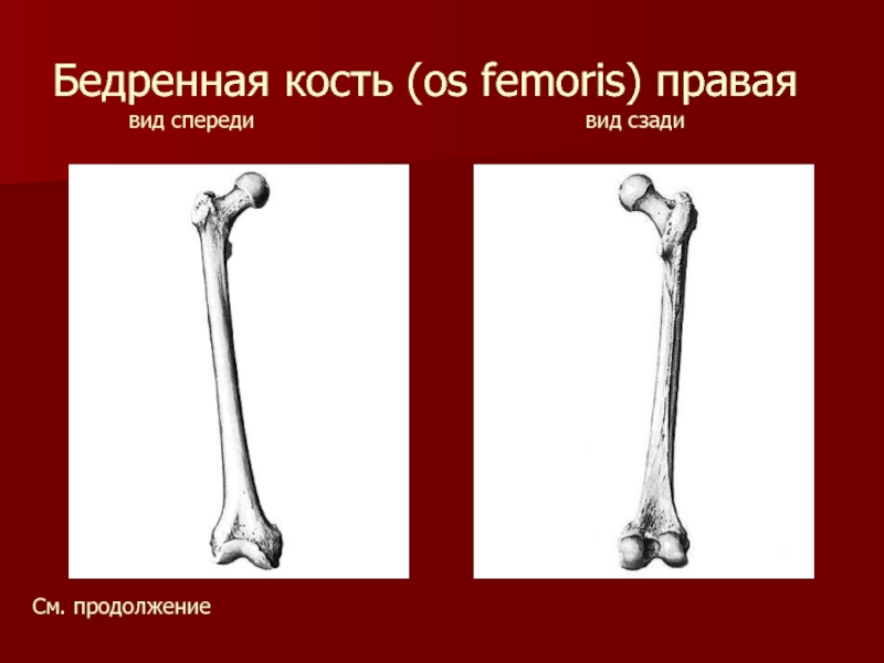 Бедренная кость (os femoris) правая