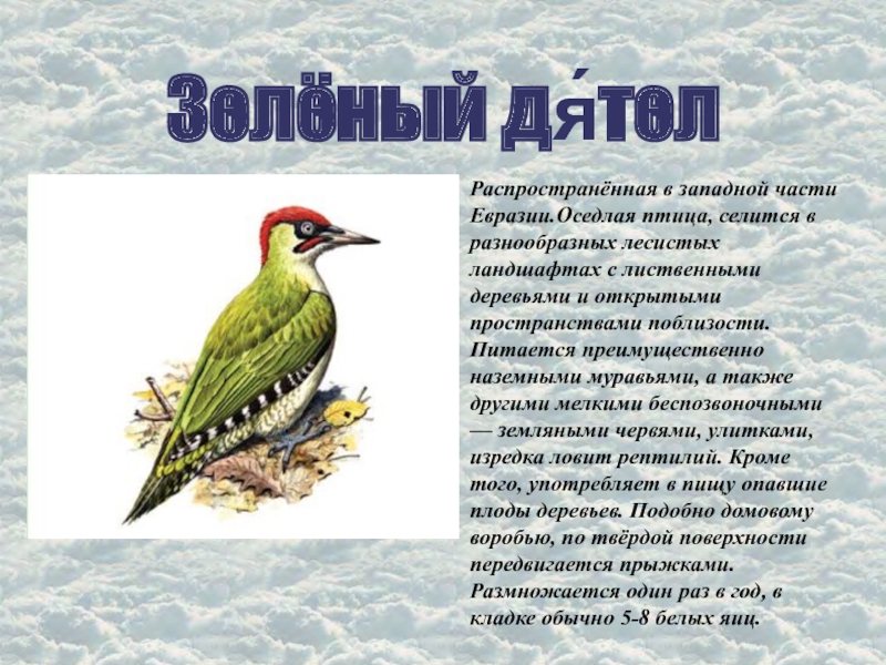 Значение оседлая. Насекомоядные птицы. Общая характеристика насекомоядных птиц. Насекомоядные птицы представители. Сообщение о насекомоядных птицах.