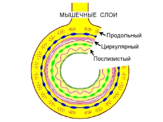 Тонкая кишка