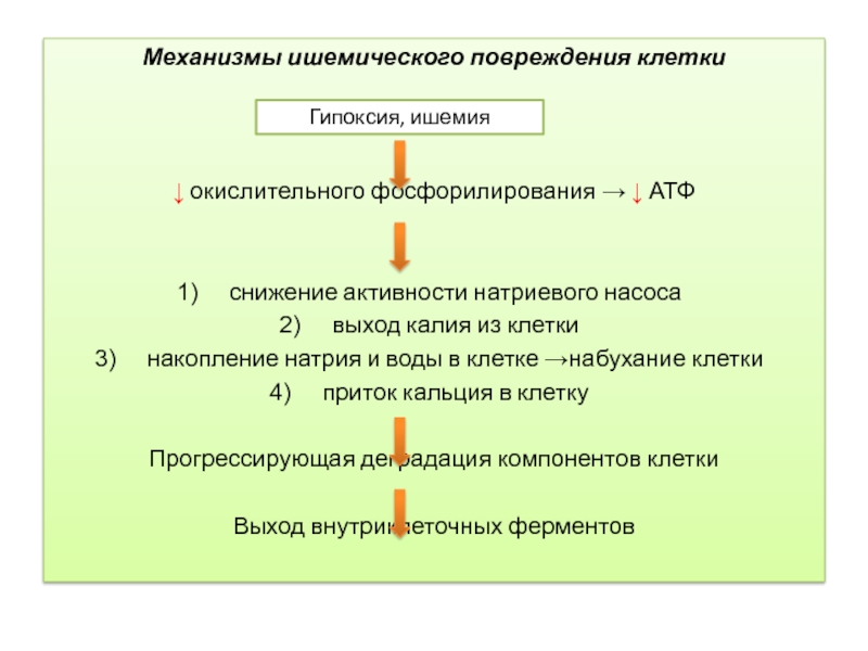 Клетки накопления