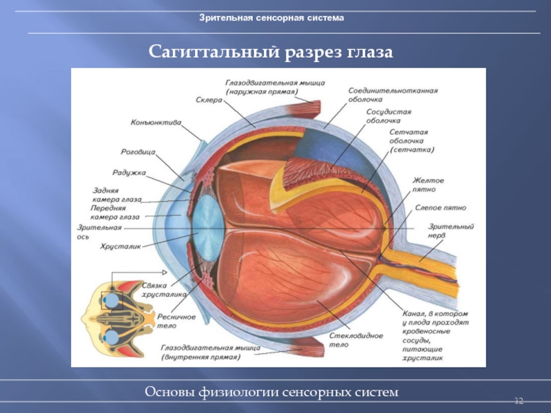 Структуры глаза зрительный нерв