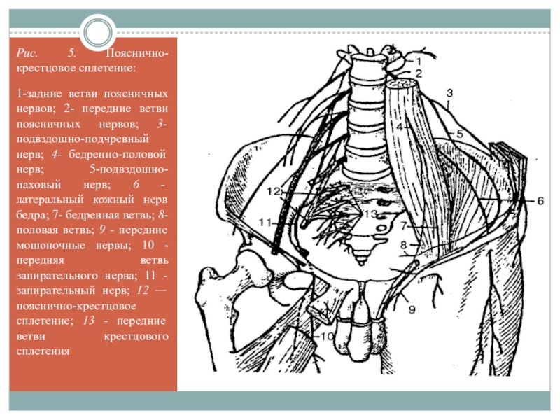 Поясничное сплетение схема