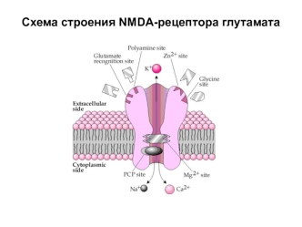 Схема строения NMDA-рецептора глутамата