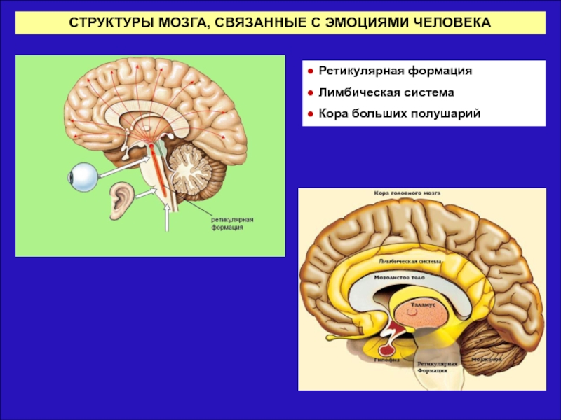 Мозге связанные с. Эмоции структуры мозга. Лимбическая система и ретикулярная формация. Лимбико ретикулярная система. Строение и функции лимбической системы и ретикулярной формации.