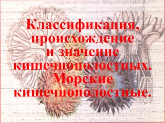 Классификация, происхождение и значение кишечнополостных. Морские кишечнополостные