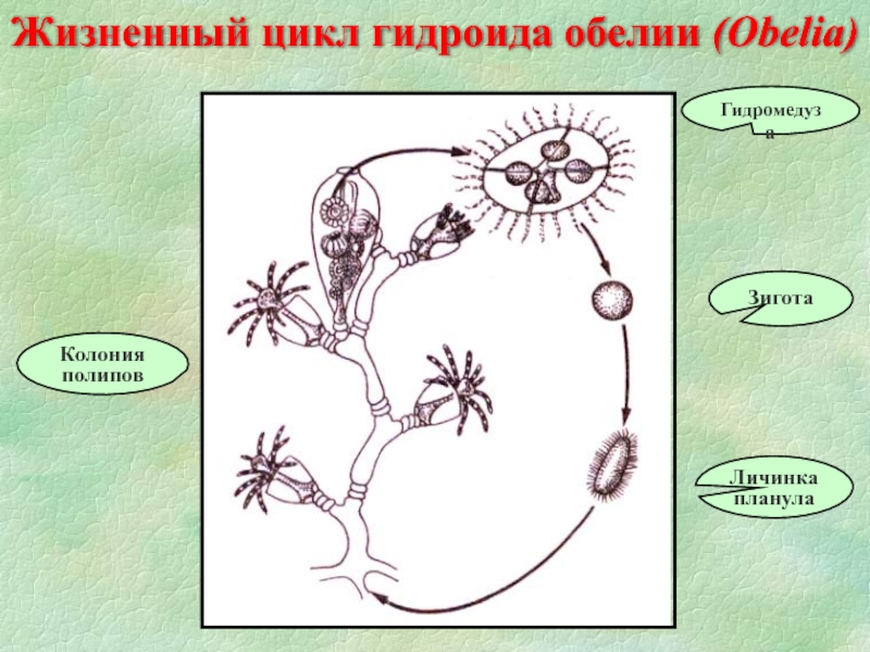 Жизненный цикл полипа