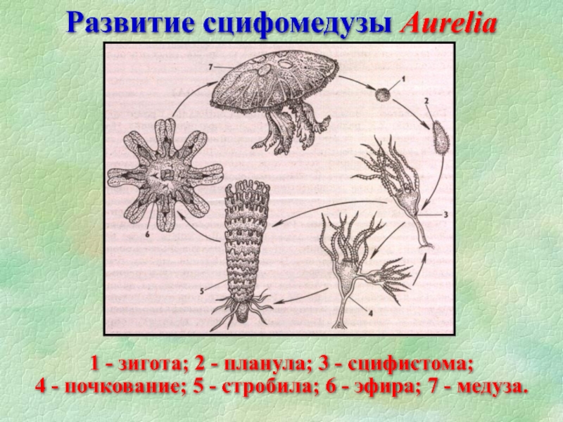 Планула медузы