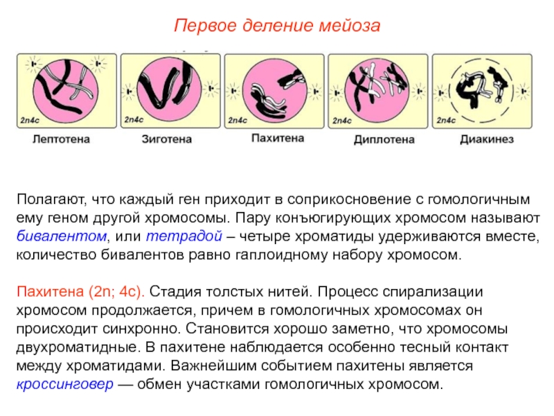 Мейоз биологическое значение. Первое деление мейоза. Мейоз 1 деление. Мейоз 1 деление хромосомы. Обмен участниками гомологичныз хромосом происходит в.