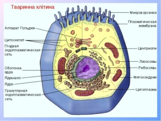 Тваринна клітина