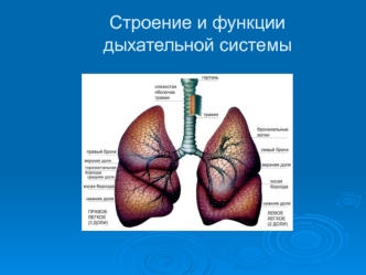 Строение и функции дыхательной системы