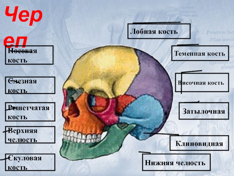 Лобная отдел скелета. Решетчатая теменная лобная кости. Решетчатая кость и слезная. Слезная кость черепа. Слово череп.
